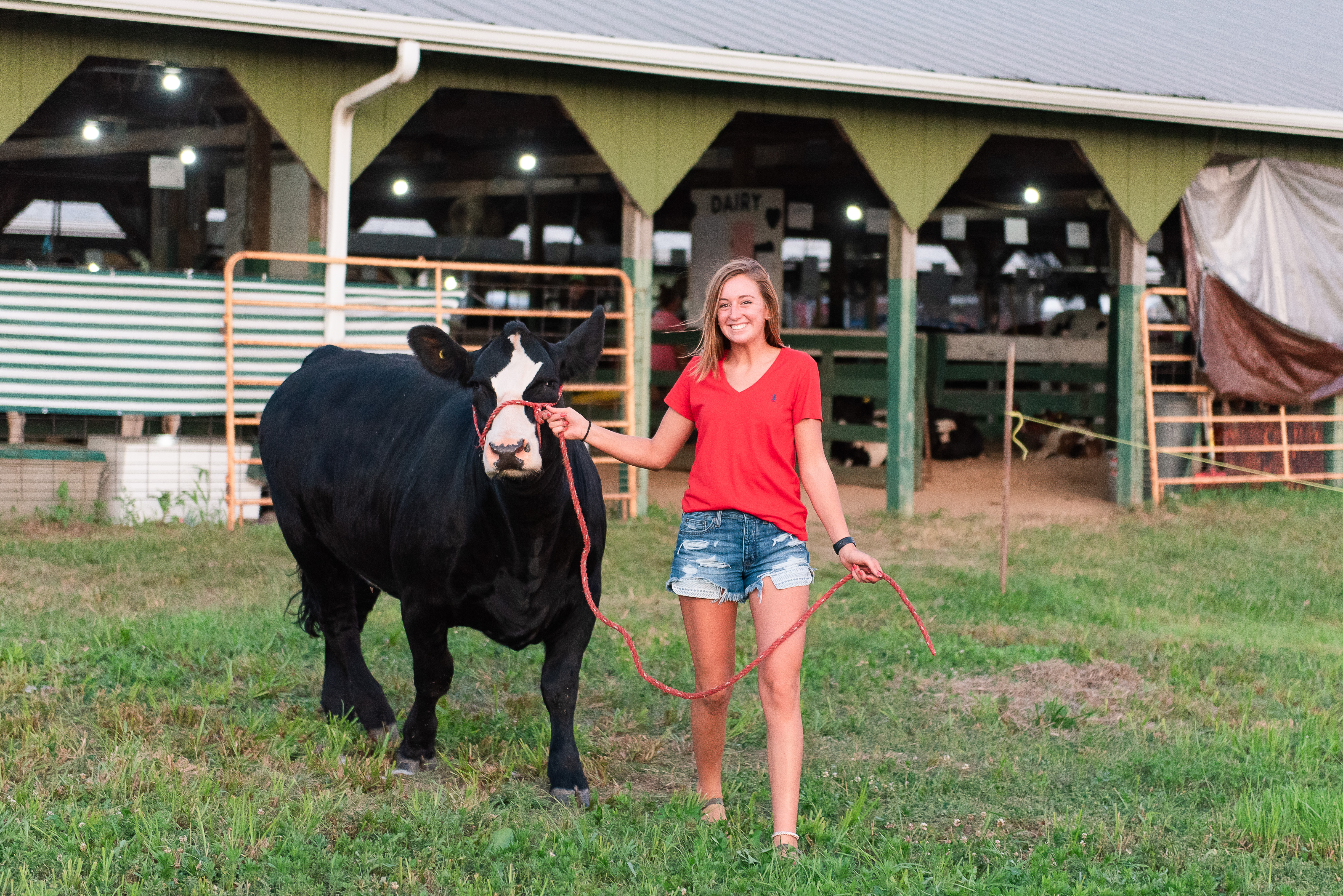 Senior county fair session with cow
