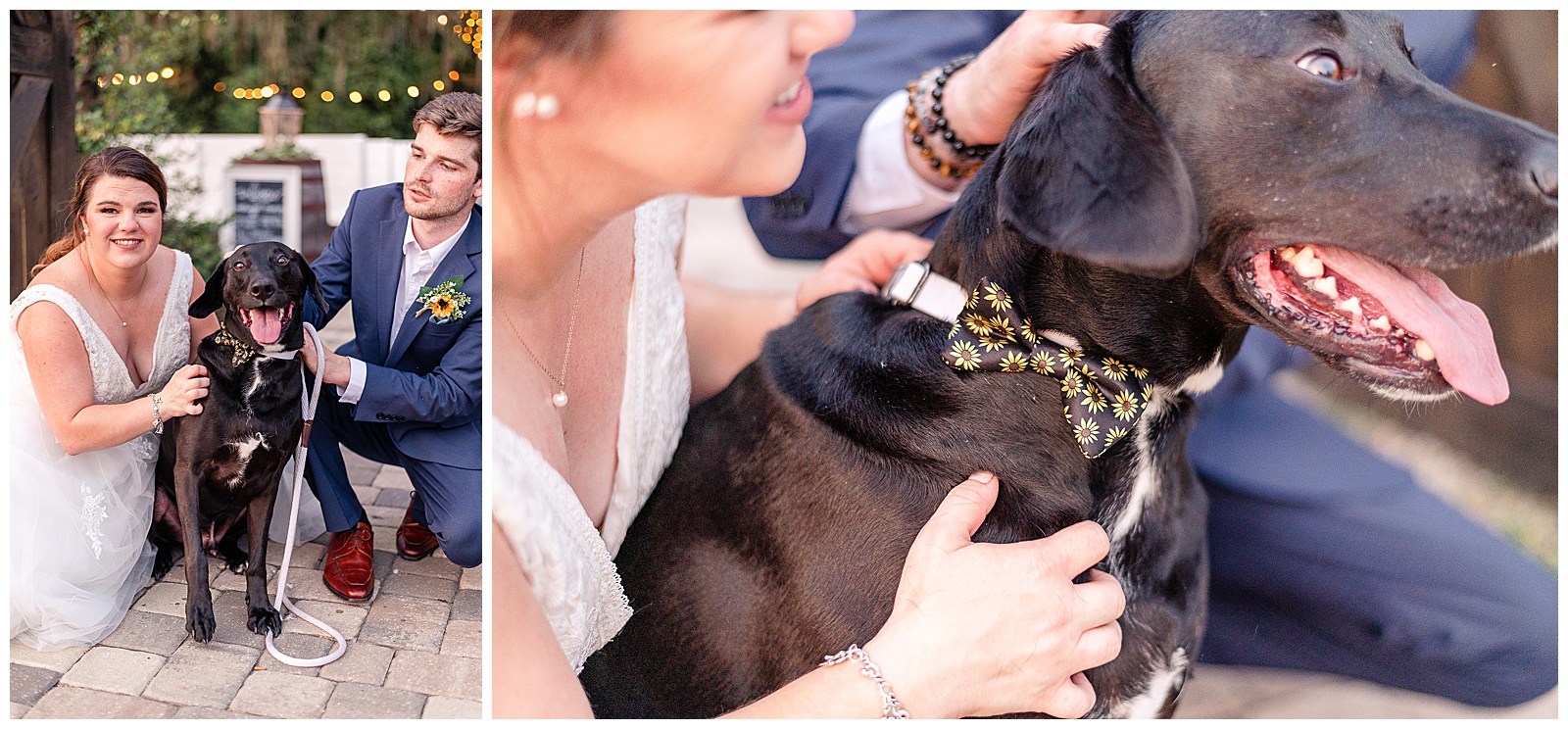 Bride and groom portraits with their black lab dog at a Wedding at Ever After Farms Blueberry Barn 