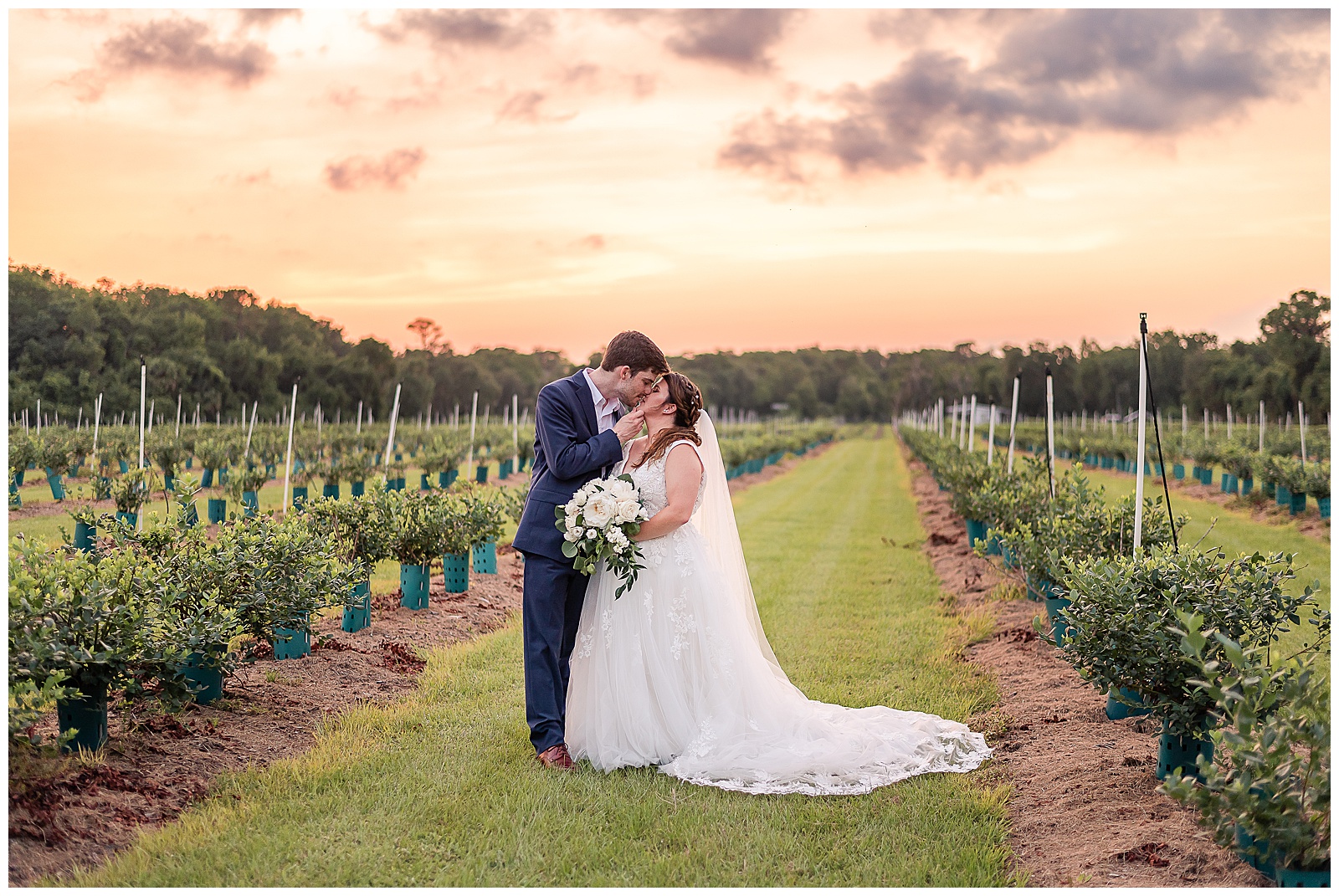 Bride and groom with a stunning sunset behind them as they stand in the blueberry fields at a Wedding at Ever After Farms Blueberry Barn 