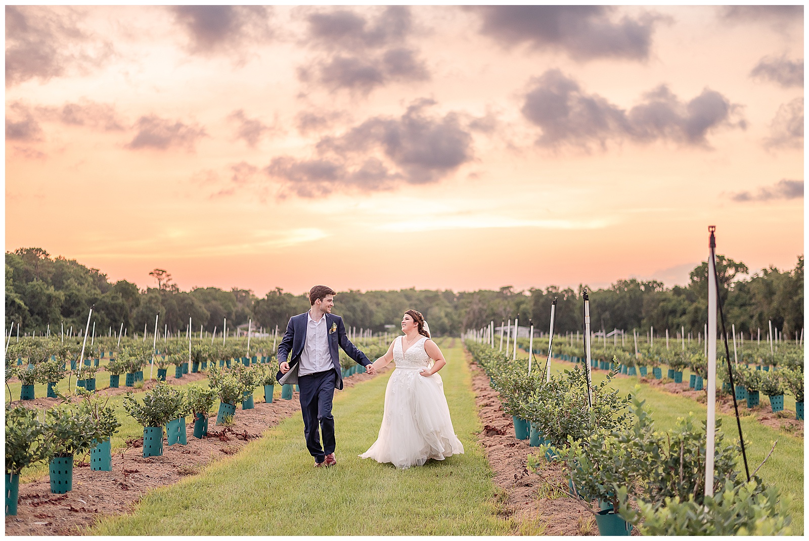 Bride and Groom running through the blueberry field during sunset portraits at a Wedding at Ever After Farms Blueberry Barn 