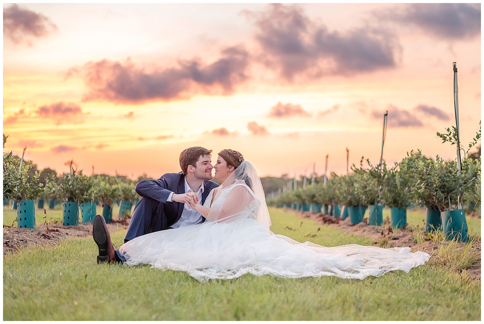 Bride and Groom sitting in the blueberry field during sunset photos at a Wedding at Ever After Farms Blueberry Barn 