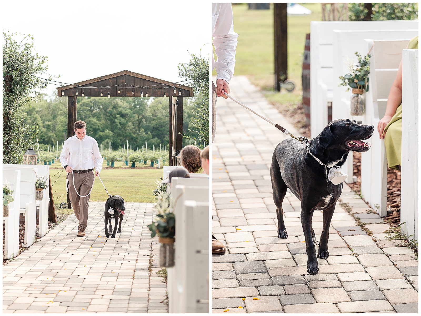 The bride and grooms black lab bringing the wedding rings down the aisle 