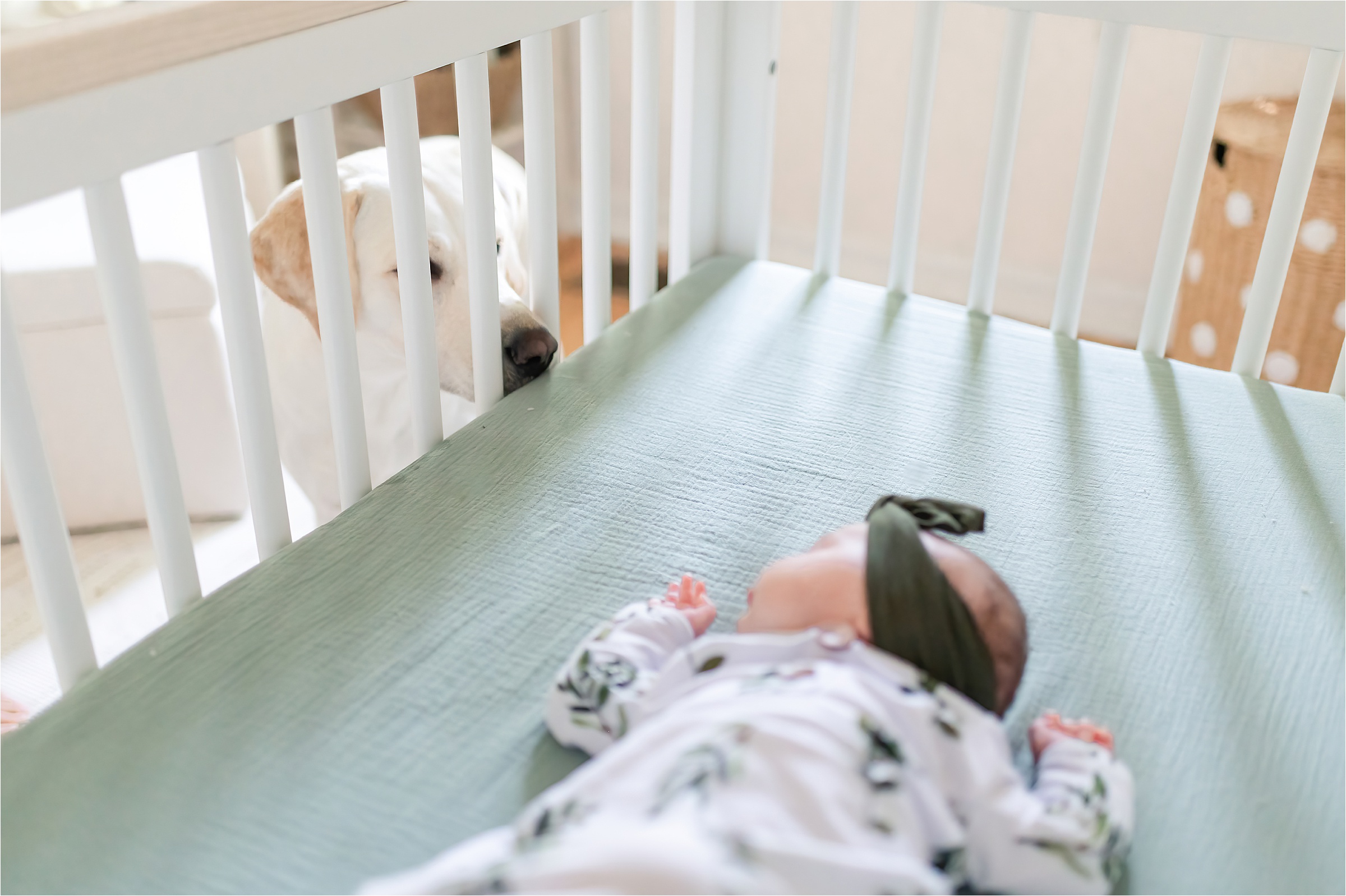 Dog looking at the baby through the crib bars | Lifestyle Newborn Photography