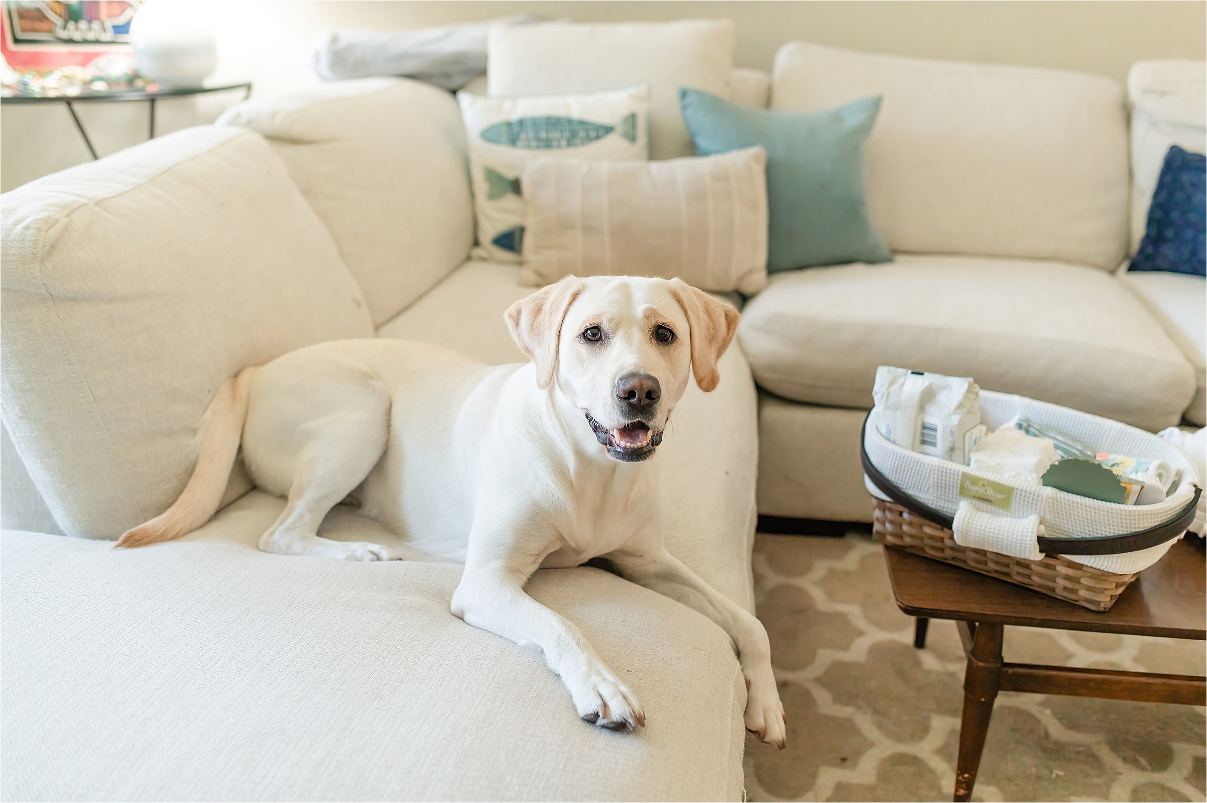 White lab sitting on the couch 